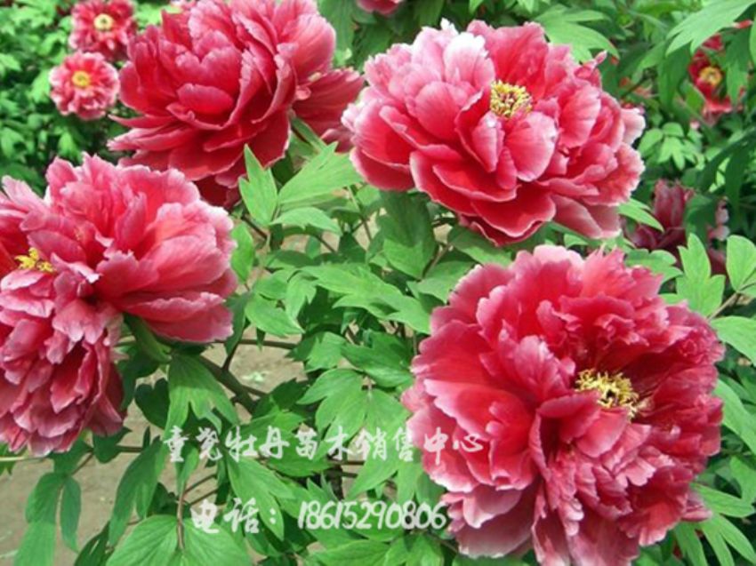 點(diǎn)擊查看詳細(xì)信息<br>標(biāo)題：春意盎然 閱讀次數(shù)：1426
