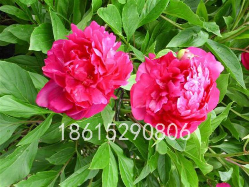 點(diǎn)擊查看詳細(xì)信息<br>標(biāo)題：東方錦 閱讀次數(shù)：1432