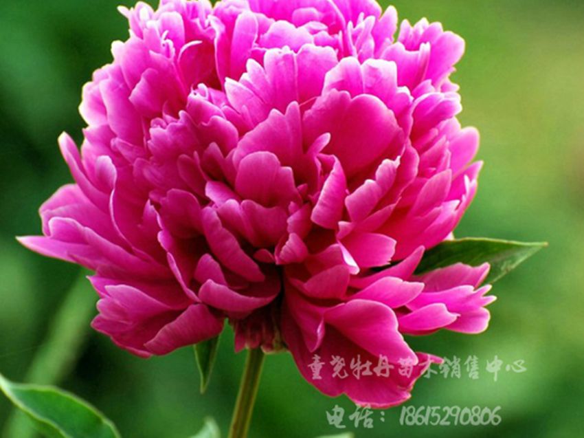 點擊查看詳細信息<br>標題：紅樓飛翠 閱讀次數：1788