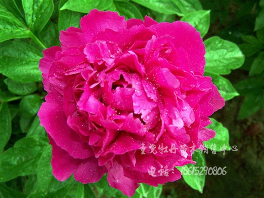 點(diǎn)擊查看詳細(xì)信息<br>標(biāo)題：紅霞繪 閱讀次數(shù)：1598