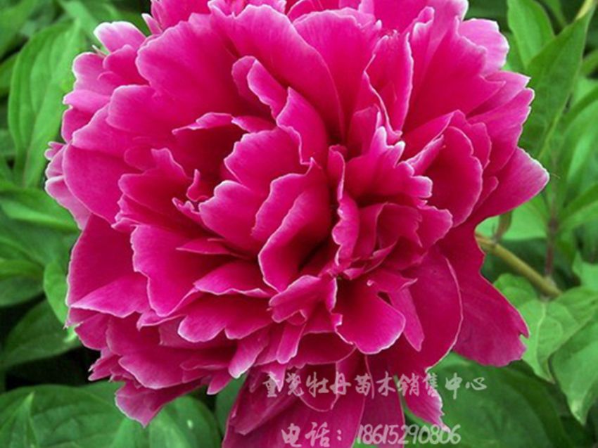 點擊查看詳細信息<br>標題：花蝴蝶 閱讀次數：2798