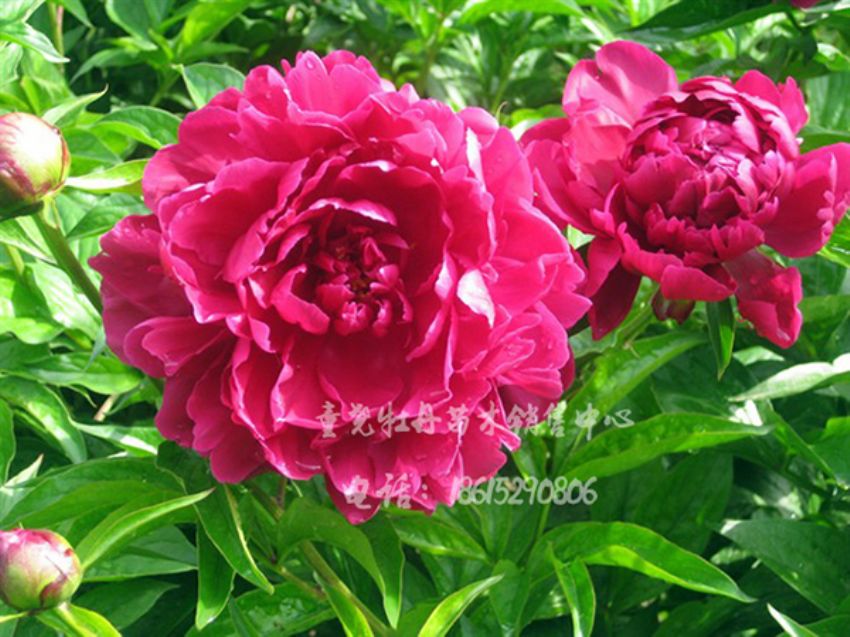 點擊查看詳細信息<br>標題：花首 閱讀次數：1844