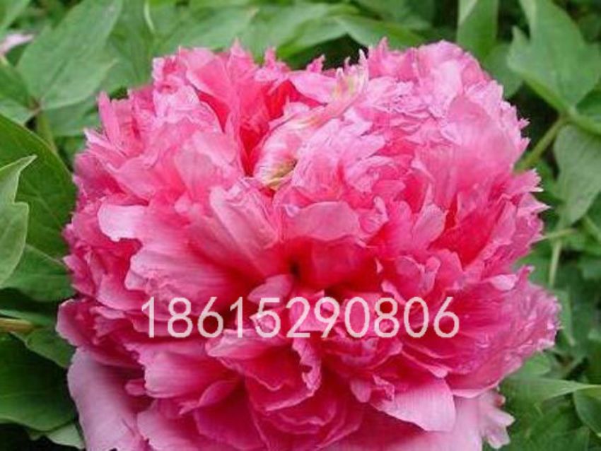 點(diǎn)擊查看詳細(xì)信息<br>標(biāo)題：錦帳芙蓉 閱讀次數(shù)：1896