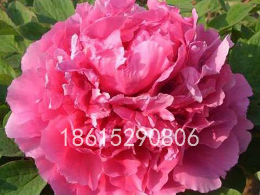 點(diǎn)擊查看詳細(xì)信息<br>標(biāo)題：魯荷紅 閱讀次數(shù)：1656