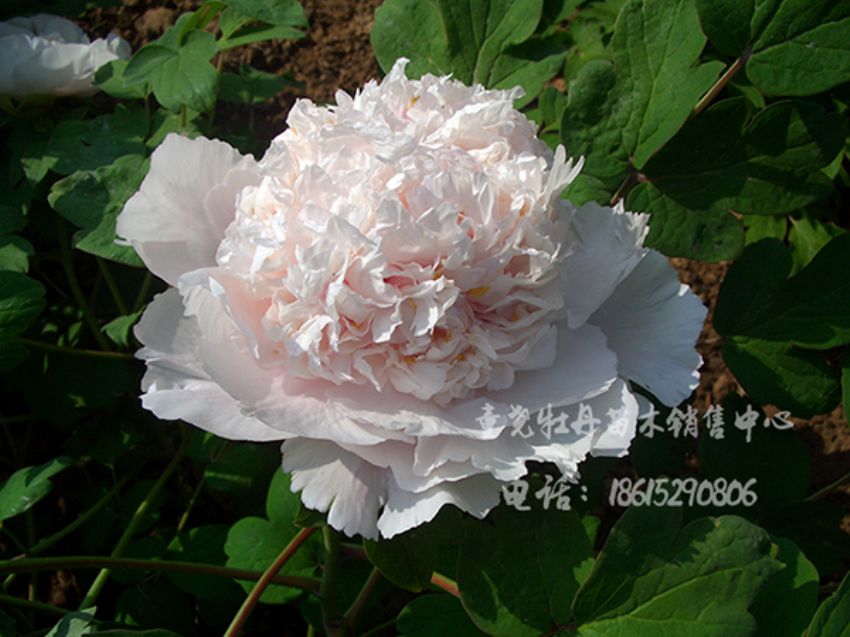 點擊查看詳細信息<br>標題：白鶴臥雪 閱讀次數：1388