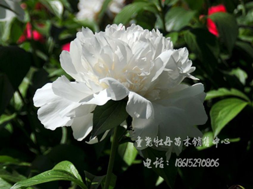 點擊查看詳細信息<br>標題：冰壺獻玉 閱讀次數：1723