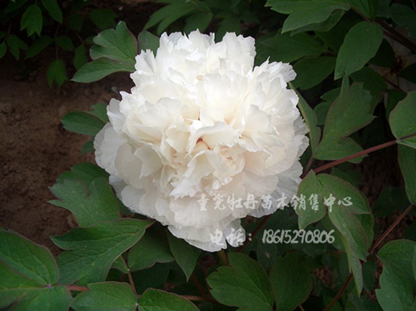 點擊查看詳細信息<br>標題：白玉 閱讀次數：1392