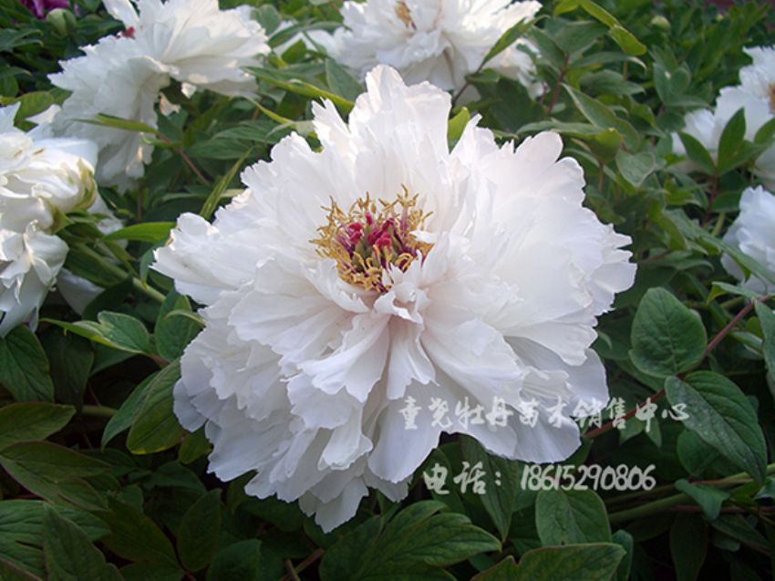 點擊查看詳細信息<br>標題：飛雪迎夏 閱讀次數：1549