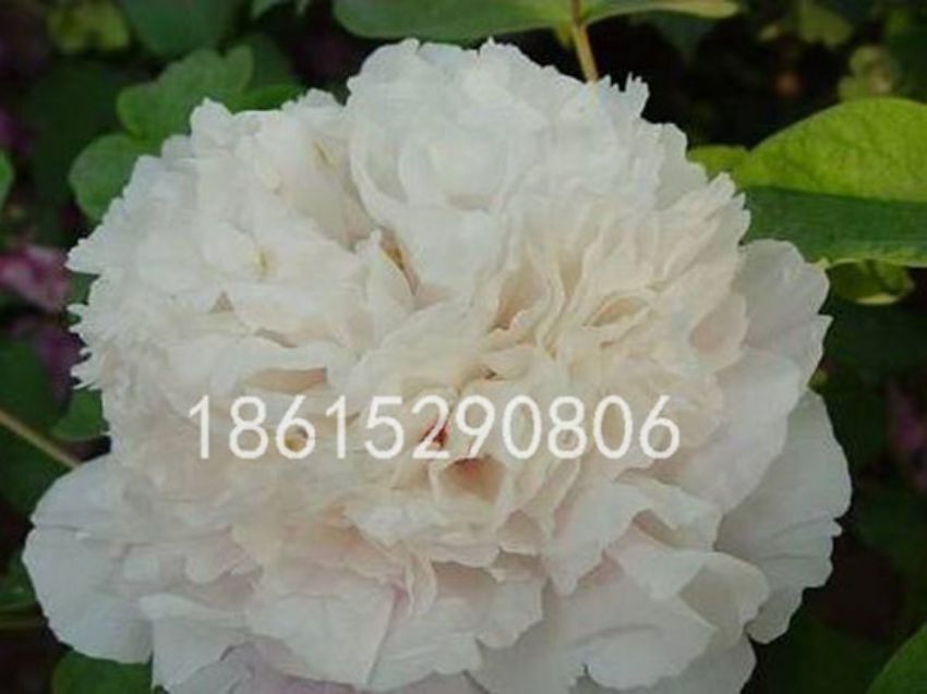 點擊查看詳細信息<br>標題：金絲貫頂 閱讀次數：1744