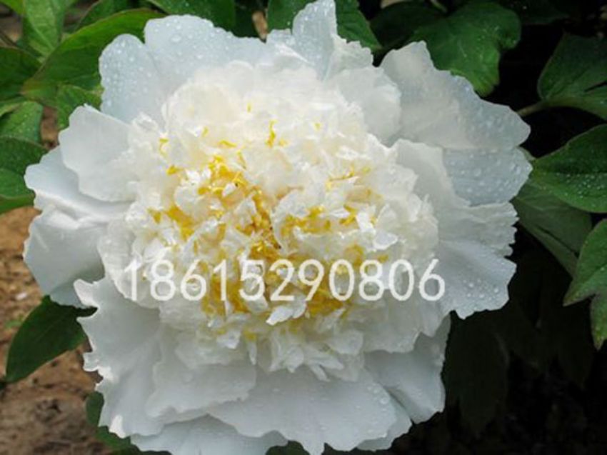點擊查看詳細信息<br>標題：金星雪浪 閱讀次數：3770