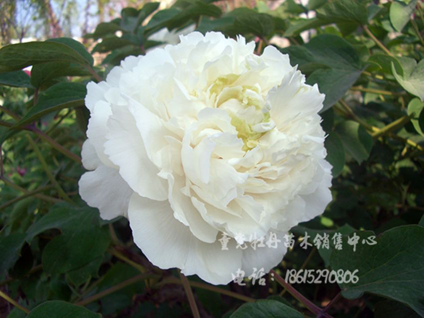點擊查看詳細信息<br>標題：昆山夜光 閱讀次數：1595
