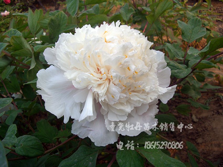 點擊查看詳細信息<br>標題：金星雪浪 閱讀次數：1775