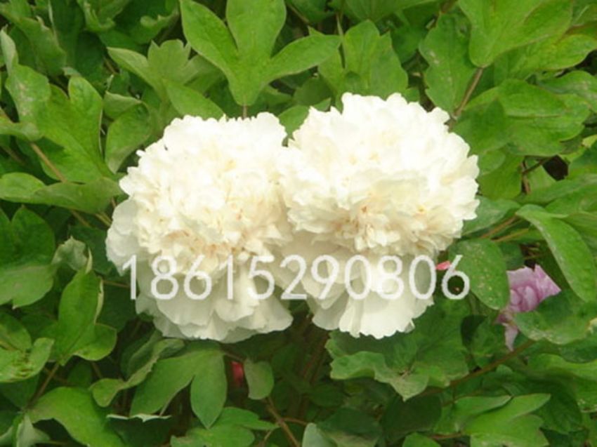點擊查看詳細信息<br>標題：梨花雪 閱讀次數：1561