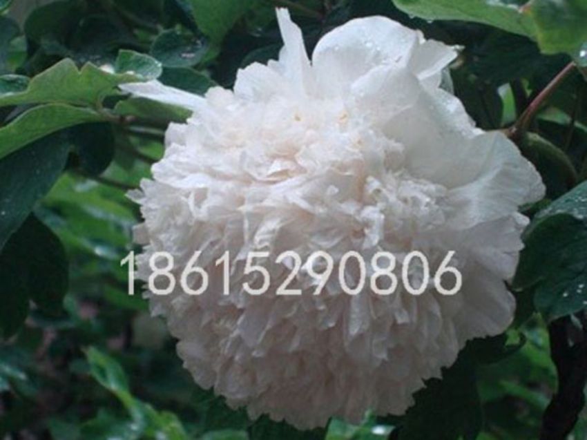 點擊查看詳細信息<br>標題：水晶球 閱讀次數：1547