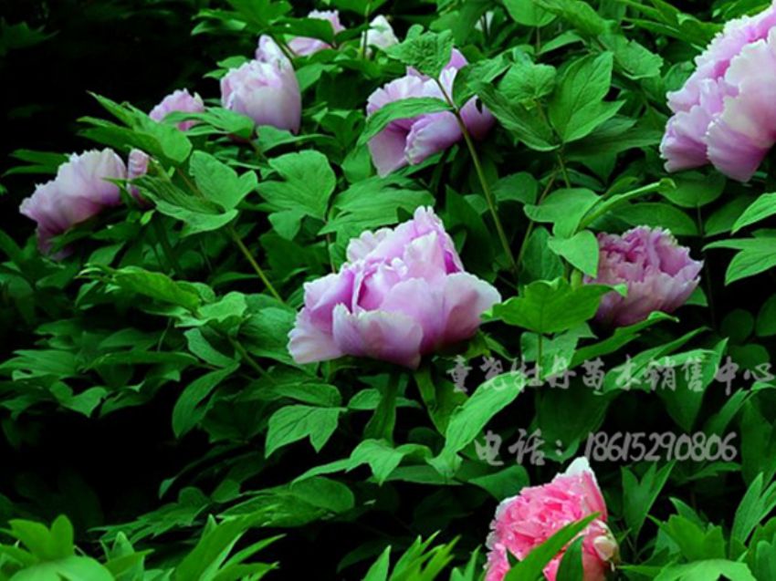 點擊查看詳細信息<br>標題：藍芙蓉 閱讀次數：3132