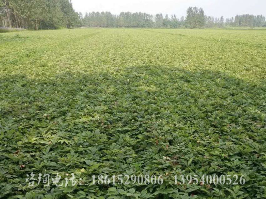 點擊查看詳細信息<br>標題：油牡丹基地 閱讀次數：1395