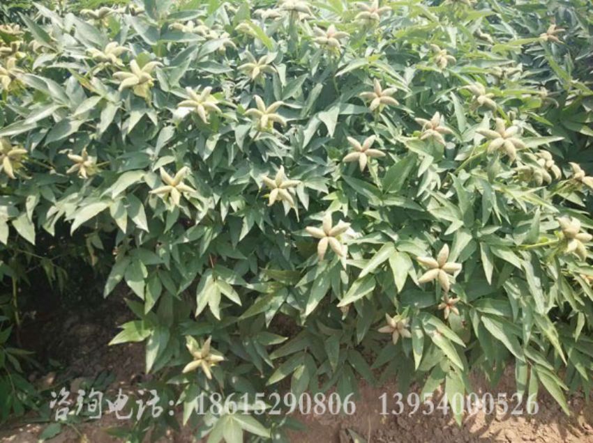 點擊查看詳細信息<br>標題：牡丹角成熟期 閱讀次數：1521