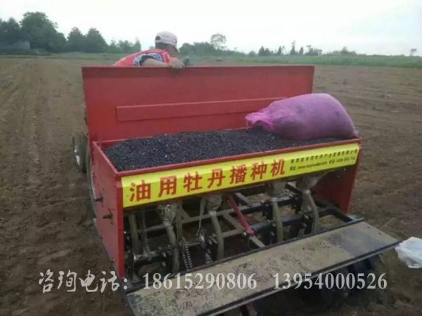 點擊查看詳細信息<br>標題：油牡丹播種 閱讀次數：1511