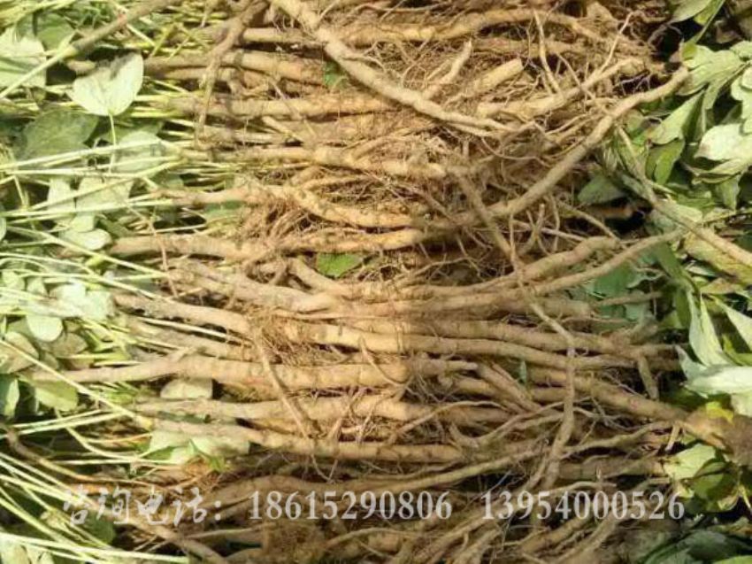 點(diǎn)擊查看詳細(xì)信息<br>標(biāo)題：二年生油牡丹苗 閱讀次數(shù)：1608