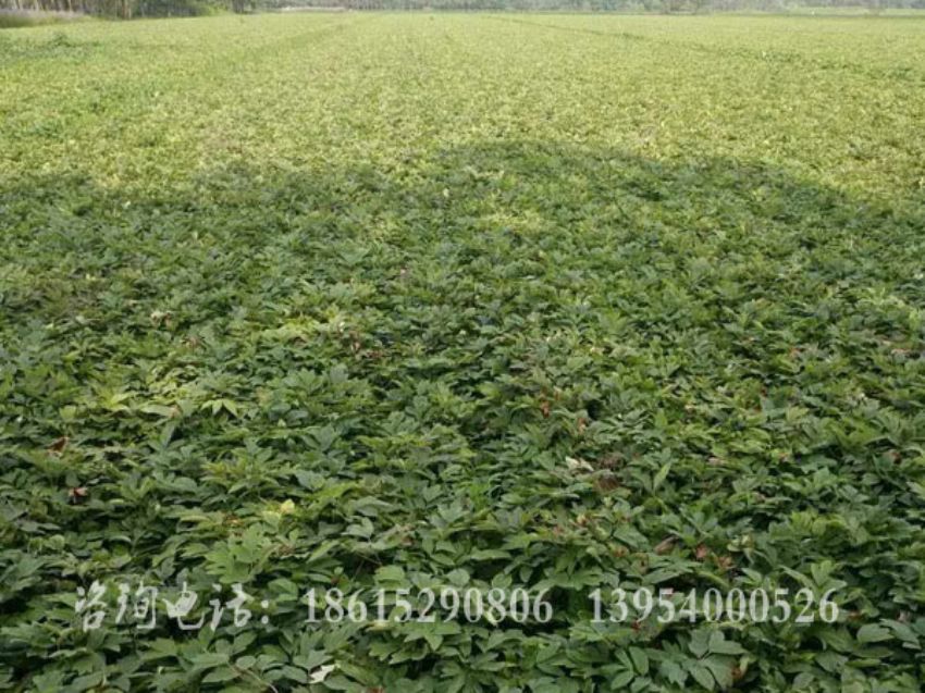 點(diǎn)擊查看詳細(xì)信息<br>標(biāo)題：二年生油牡丹苗 閱讀次數(shù)：1540