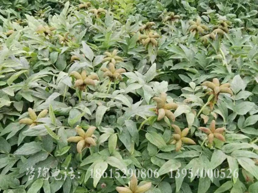 點擊查看詳細信息<br>標題：牡丹角 閱讀次數：1497