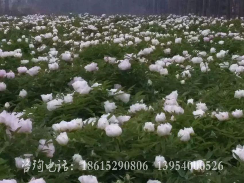點擊查看詳細信息<br>標題：牡丹基地 閱讀次數(shù)：1496