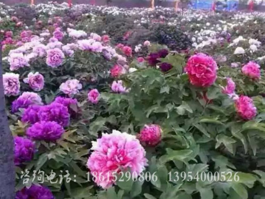 點擊查看詳細信息<br>標題：牡丹基地 閱讀次數(shù)：1492
