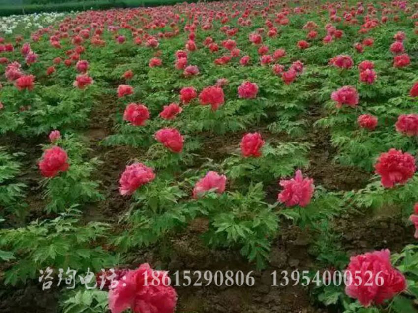 點擊查看詳細信息<br>標題：牡丹基地 閱讀次數(shù)：1426