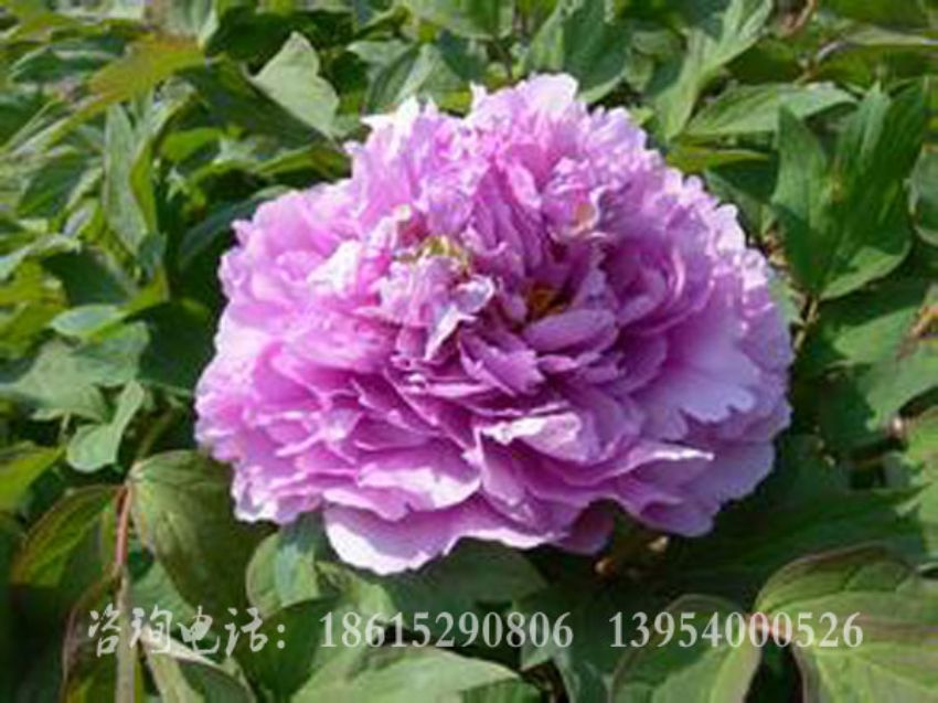 點擊查看詳細信息<br>標題：菱花湛露 閱讀次數：1973