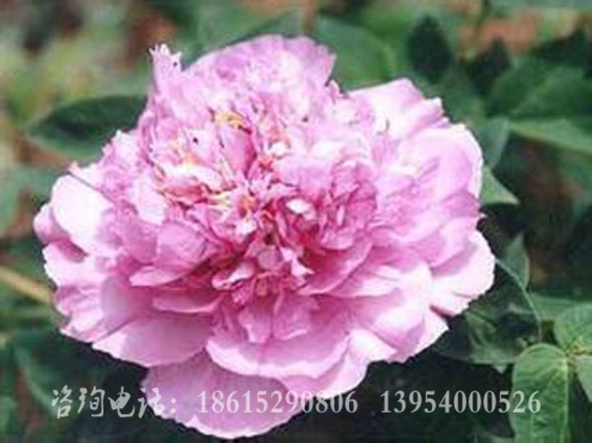 點擊查看詳細信息<br>標題：藍田玉 閱讀次數：1688