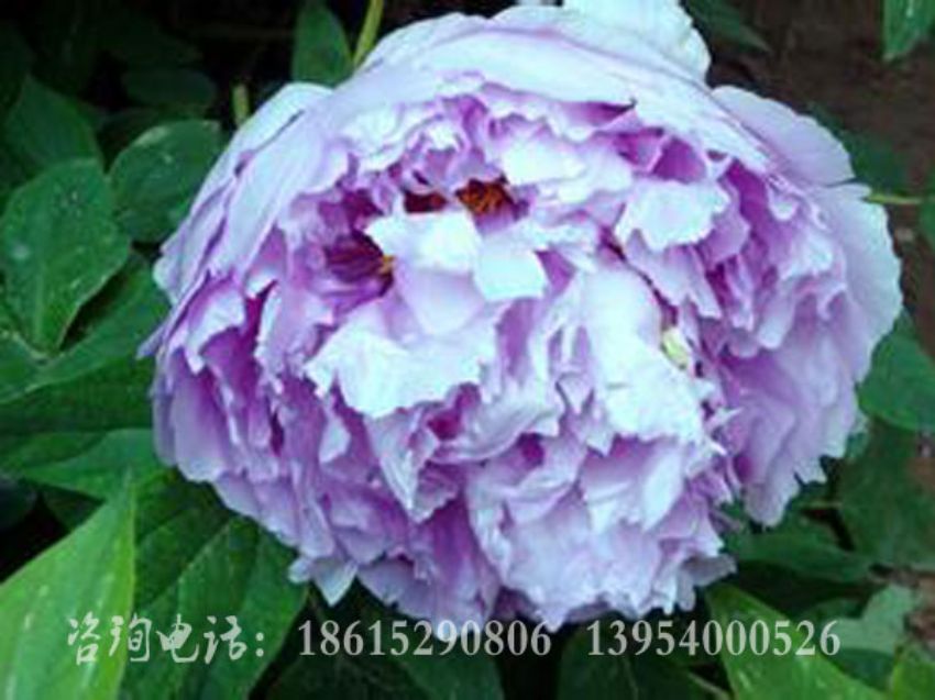 點擊查看詳細信息<br>標題：藍芙蓉 閱讀次數：1549