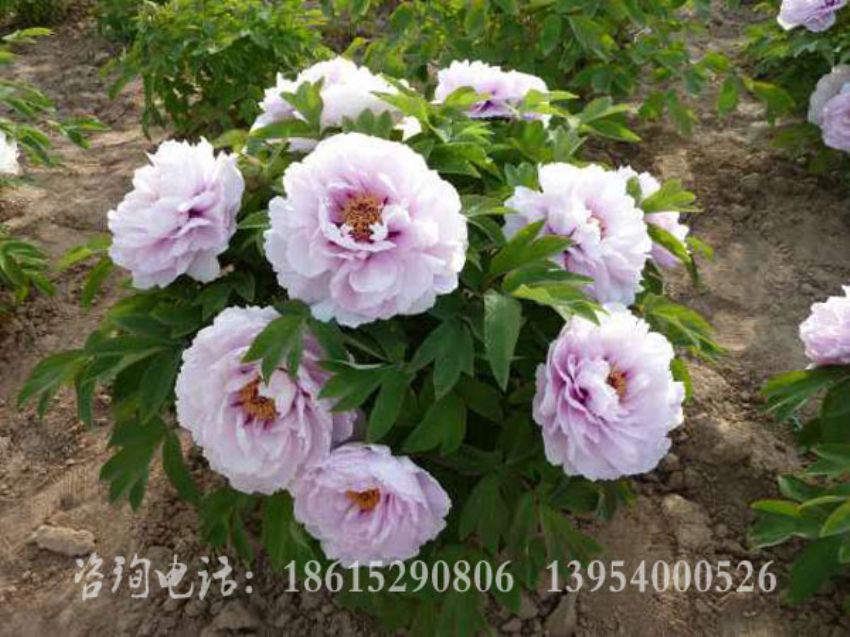 點擊查看詳細信息<br>標題：藍寶石 閱讀次數：1475