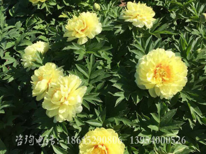 點擊查看詳細信息<br>標題：海黃 閱讀次數：1604