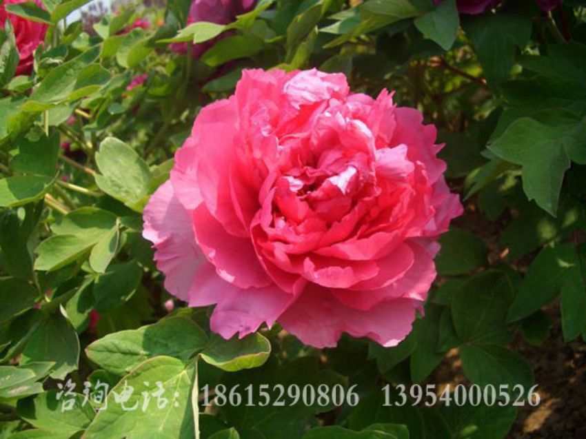 點擊查看詳細信息<br>標題：十八號 閱讀次數：1237