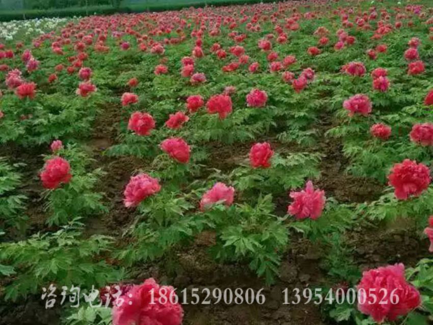 點擊查看詳細信息<br>標題：花王基地 閱讀次數：1390