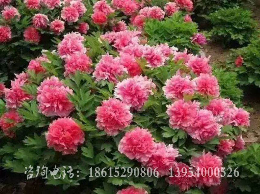 點擊查看詳細信息<br>標題：花王 閱讀次數：1248