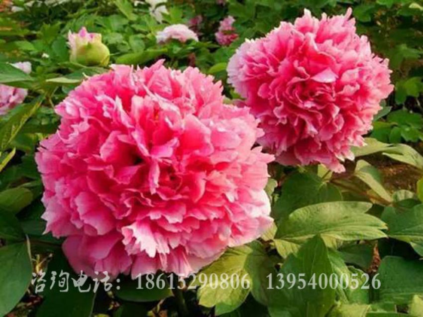 點擊查看詳細信息<br>標題：紅繡球 閱讀次數：1634