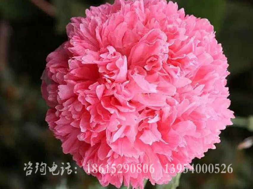 點擊查看詳細信息<br>標題：紅繡球 閱讀次數：1490