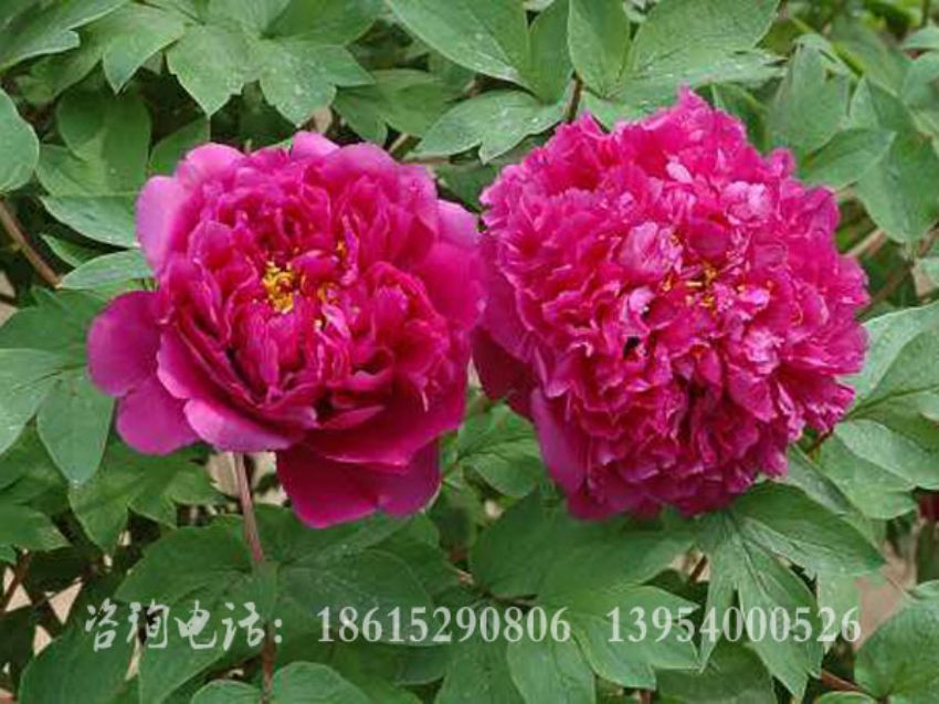 點擊查看詳細信息<br>標題：紅色牡丹 閱讀次數：1553