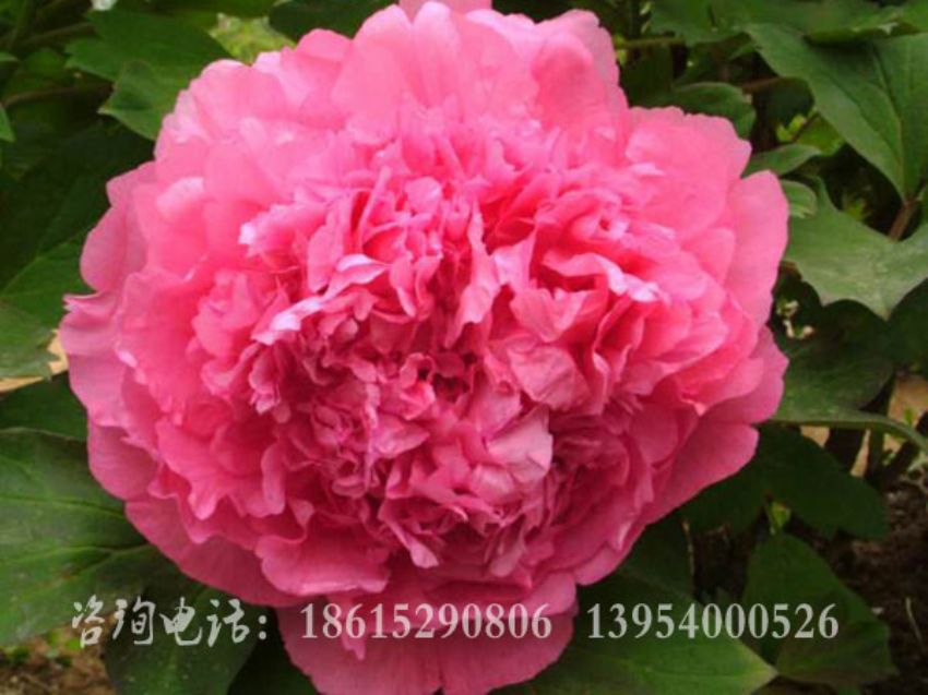 點擊查看詳細信息<br>標題：胡紅 閱讀次數：1520