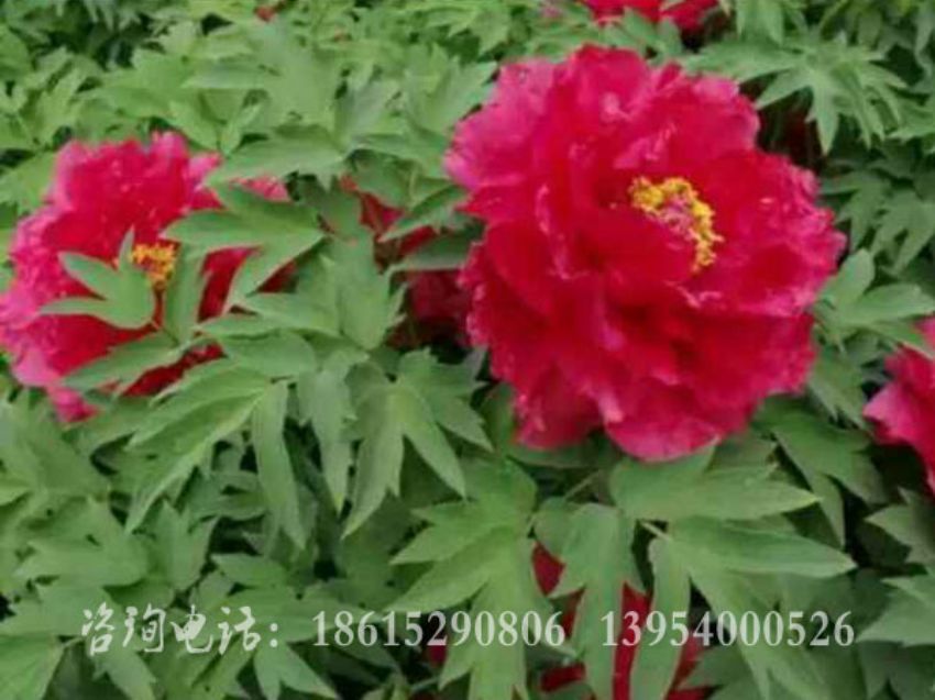 點擊查看詳細信息<br>標題：芳紀 閱讀次數：1780