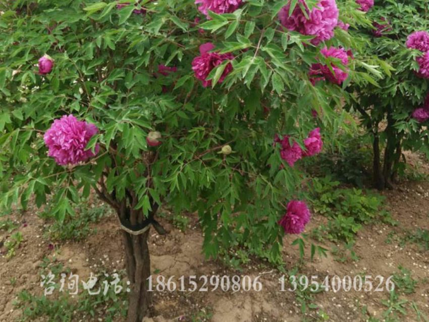 點(diǎn)擊查看詳細(xì)信息<br>標(biāo)題：獨(dú)桿牡丹 閱讀次數(shù)：1495