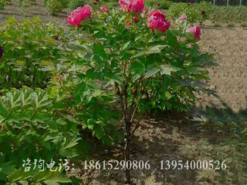 點(diǎn)擊查看詳細(xì)信息<br>標(biāo)題：獨(dú)桿牡丹 閱讀次數(shù)：1417