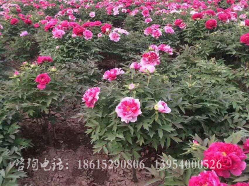 點(diǎn)擊查看詳細(xì)信息<br>標(biāo)題：獨(dú)桿牡丹 閱讀次數(shù)：1472