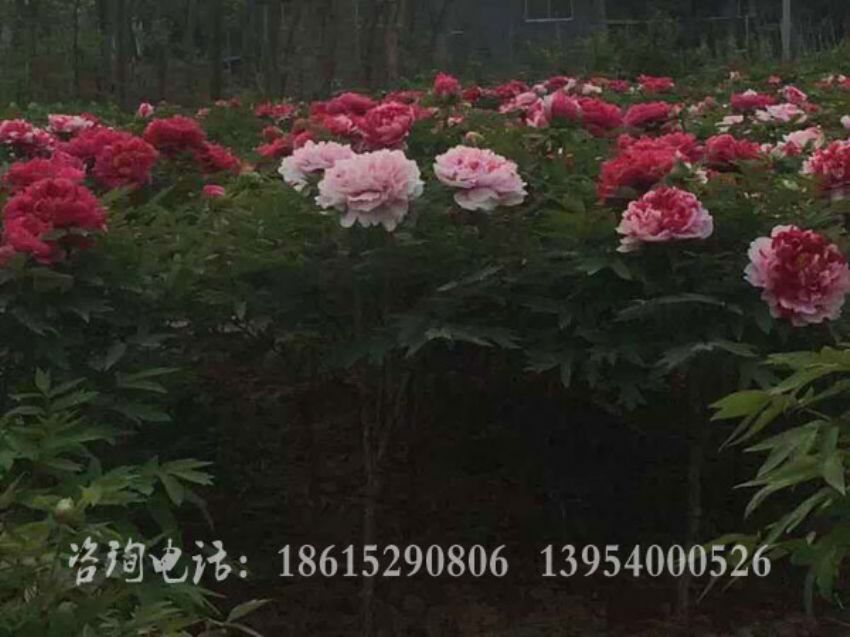 點(diǎn)擊查看詳細(xì)信息<br>標(biāo)題：獨(dú)桿牡丹 閱讀次數(shù)：1413