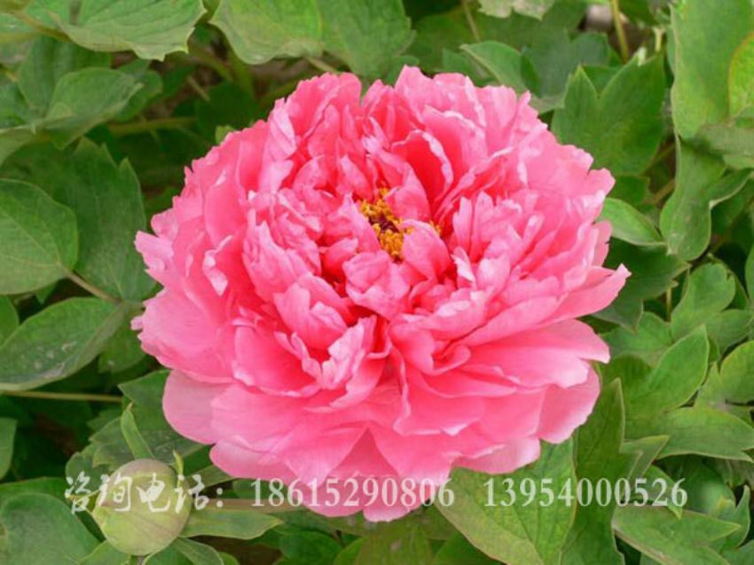 點擊查看詳細信息<br>標題：春紅嬌艷 閱讀次數：1576