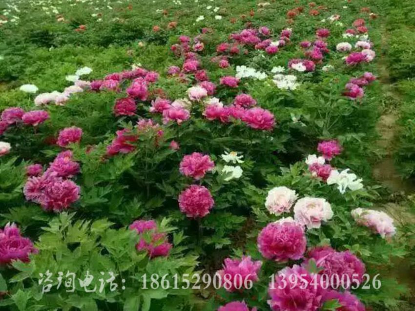點擊查看詳細信息<br>標題：春紅嬌艷 閱讀次數：1566
