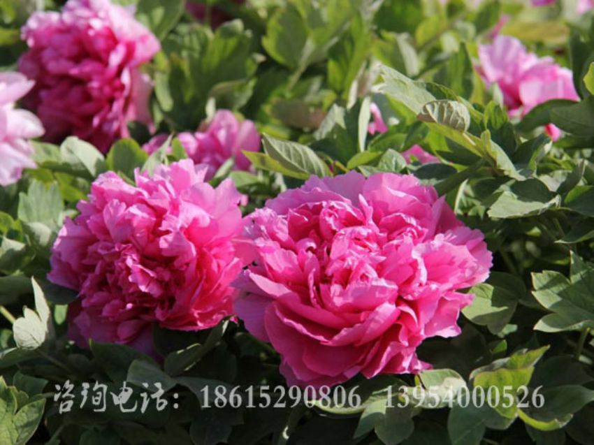 點擊查看詳細信息<br>標題：朝衣 閱讀次數(shù)：1757