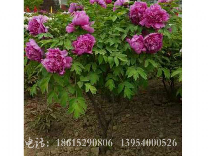 點(diǎn)擊查看詳細(xì)信息<br>標(biāo)題：獨(dú)桿牡丹 閱讀次數(shù)：1652