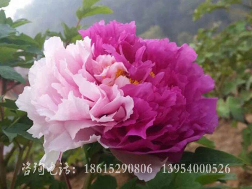 點擊查看詳細信息<br>標題：花二喬 閱讀次數：1895